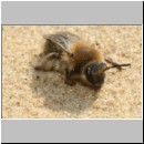 Andrena barbilabris - Sandbiene m03a 10mm - Sandgrube Niedringhaussee det.jpg